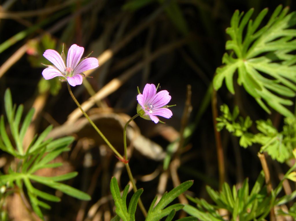 Geranium columbinum